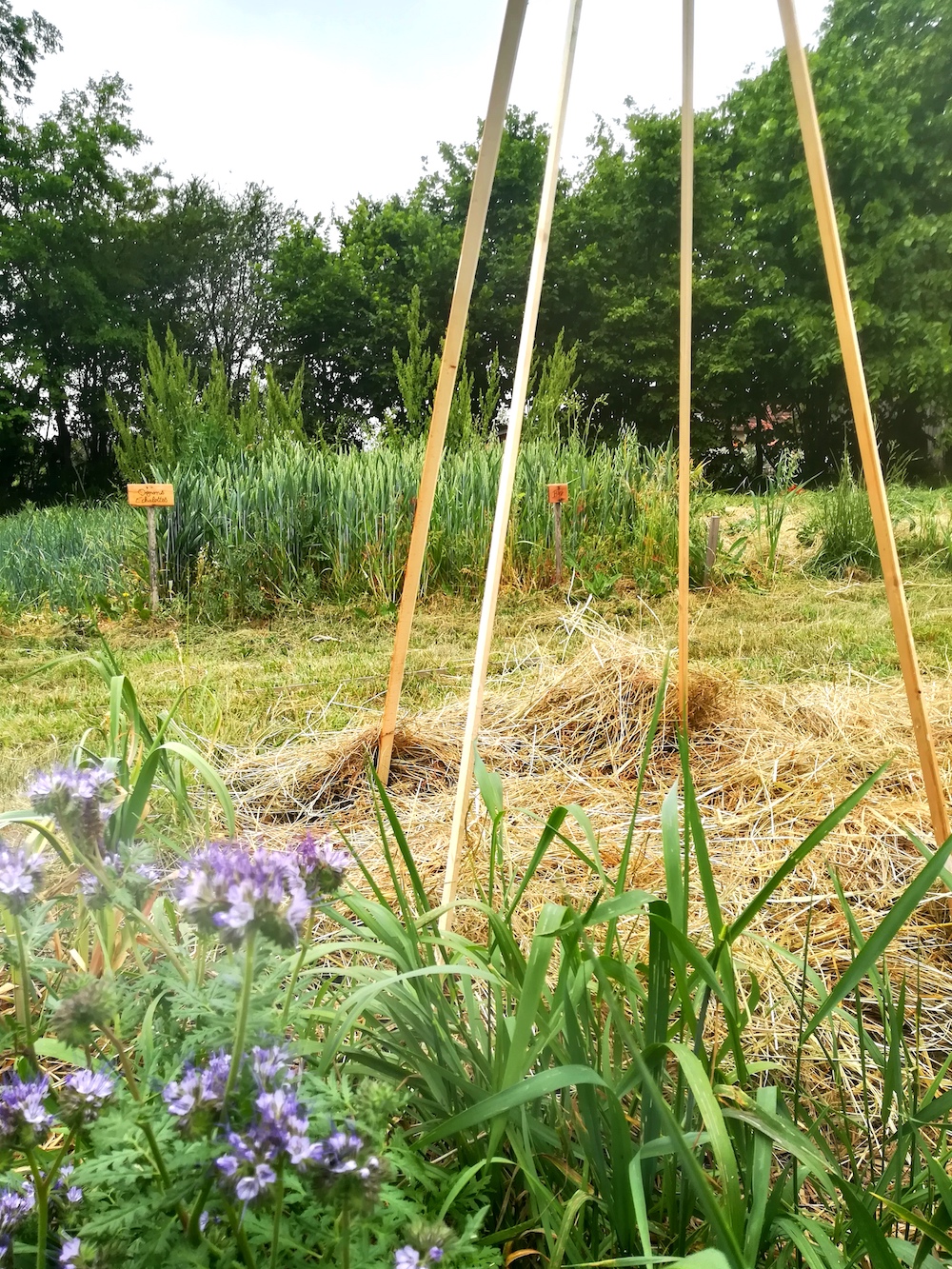 bs potager permaculture paillage eco gite rangarnaud